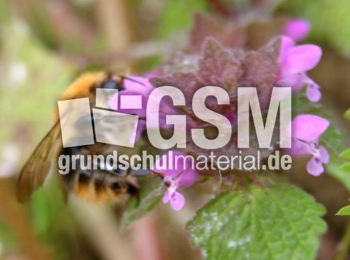 Rote-Taubnessel-Hummel.jpg